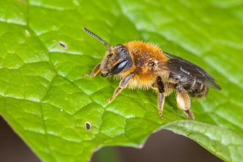 Andrena lagopus